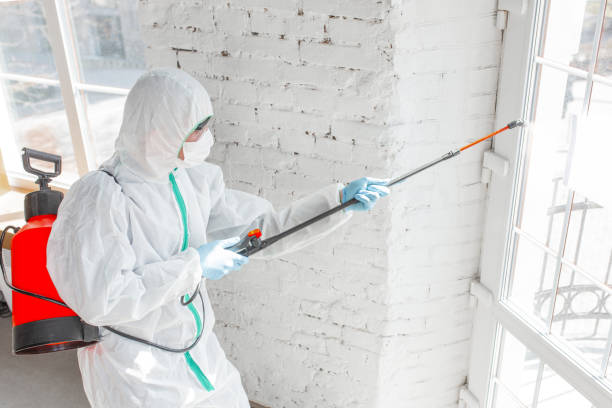 Best Black Mold Removal  in Umatilla, FL